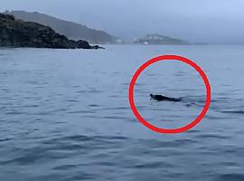Sorprendente avistamiento de un jabalí nadando en la costa de Cudillero