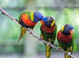 ¿Sabemos cómo se comunican los animales