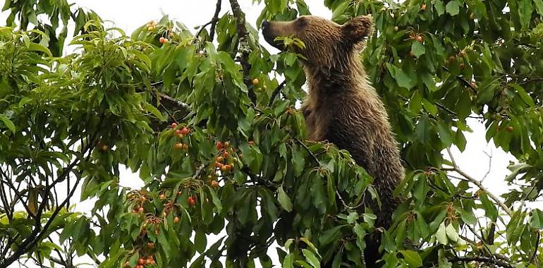 Un estudio de la Universidad de Oviedo revela efectos del cambio climático en el cerezo silvestre y el oso pardo