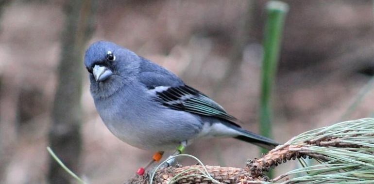 Un estudio de la Universidad de Oviedo presenta soluciones prometedoras para proteger aves en riesgo debido al cambio climático