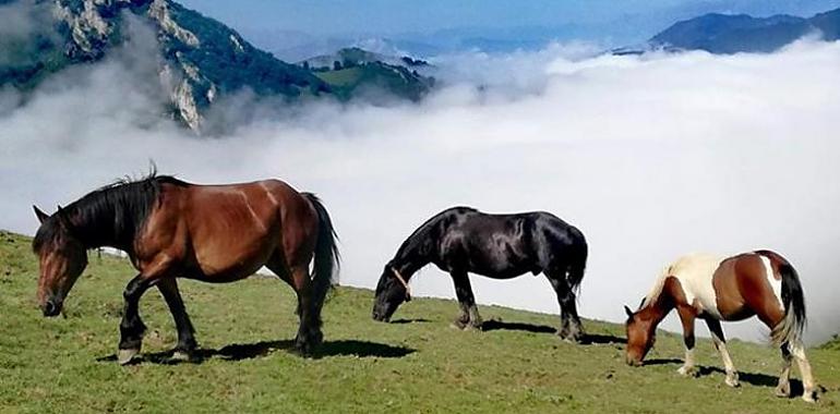 Asturias lanza una campaña gratuita de identificación de caballos con microchip y pasaporte