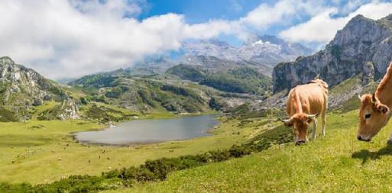 248.000 euros para iniciativas que fomentan la conservación en la zona de influencia de los Picos de Europa