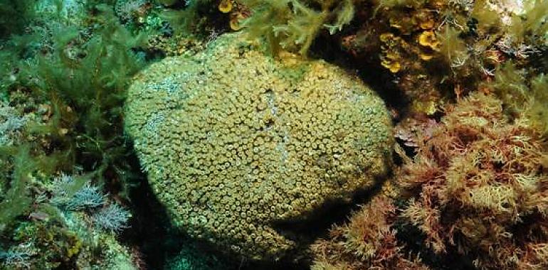 Encuentran contaminación industrial ya hasta en los corales
