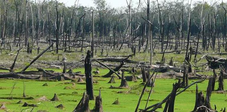 Un nuevo estudio publicado en la revista Nature advierte que hasta el 47% de la selva amazónica podría sufrir cambios irreversibles y desaparecer en 2050