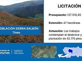 La sierra de Balbón recupera su verde: 47 hectáreas renacen con miles de pinos