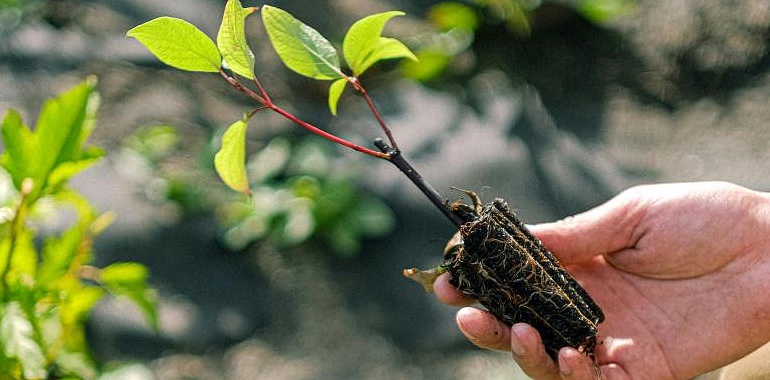 Cultiva tu propio oasis verde: Avilés Verde te enseña cómo