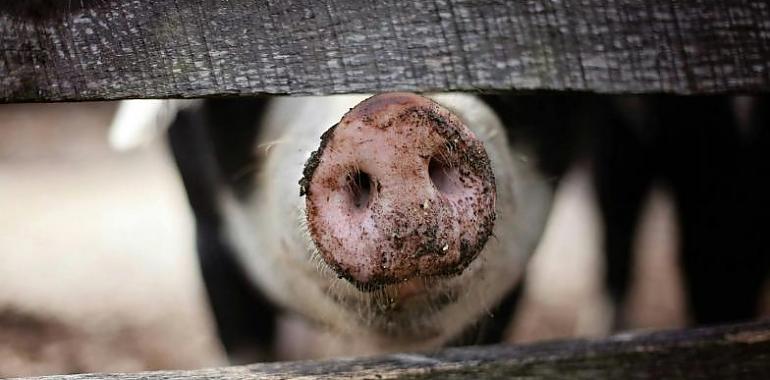  La matanza del cerdo: un ritual ancestral con sabor a tradición