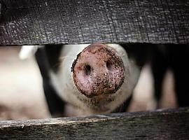  La matanza del cerdo: un ritual ancestral con sabor a tradición