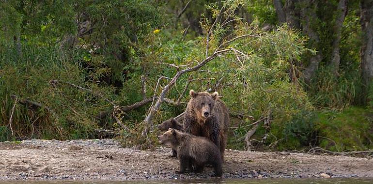Observación de osos: a un kilómetro de distancia, por favor