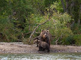 Observación de osos: a un kilómetro de distancia, por favor