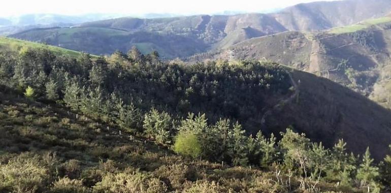 Medio Rural destina 116.000 euros a labores selvícolas en 17,78 hectáreas del monte Fonfaraón, en Allande