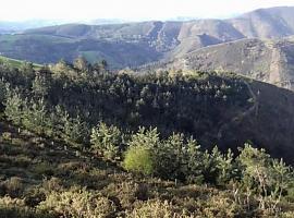 Medio Rural destina 116.000 euros a labores selvícolas en 17,78 hectáreas del monte Fonfaraón, en Allande