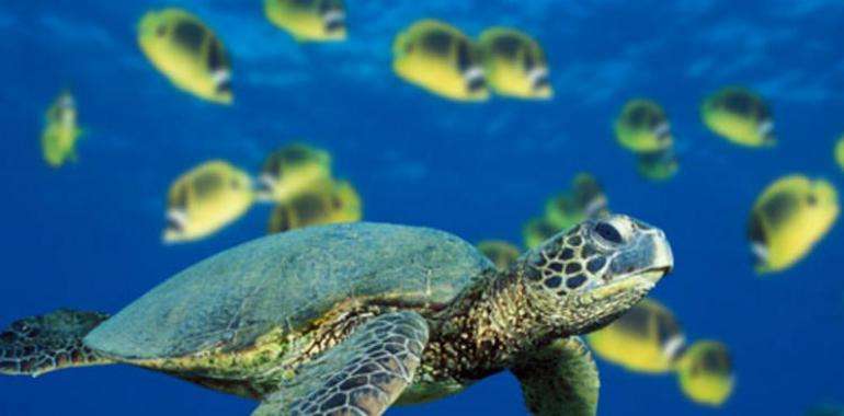 Un extraño virus amenaza a las tortugas de mar