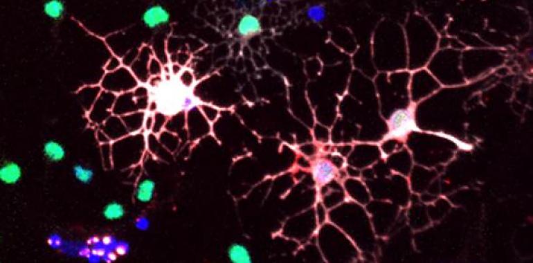 Envejecimiento: las células que reparan el sistema nervioso pierden eficacia, pero hay esperanza