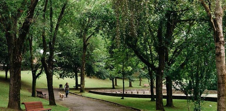 Avilés avanza en la elaboración del Plan Director del Arbolado con la evaluación en profundidad de ejemplares y nuevas plantaciones