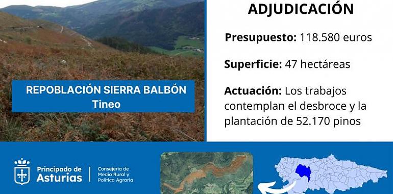 La sierra de Balbón reverdecerá con 52.000 pinos: Medio Rural adjudica la repoblación de 47 hectáreas