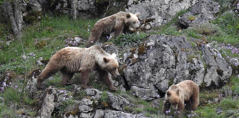 Castañas, osos y desarrollo rural: un proyecto para revitalizar los bosques y proteger al oso pardo