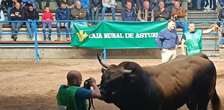 "Bufón" conquista Cangas del Narcea con un precio récord en la subasta de sementales