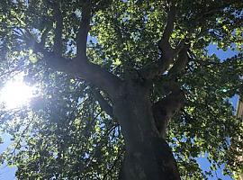 Árboles urbanos: un escudo contra las olas de calor en las ciudades
