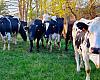 Medio Rural anuncia ayudas para la recogida de leche en pequeñas explotaciones de alta montaña