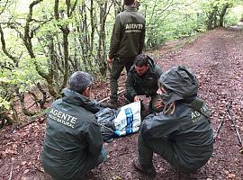 Encuentran muerta a una osa en Somiedo tras una lucha para proteger a sus crías