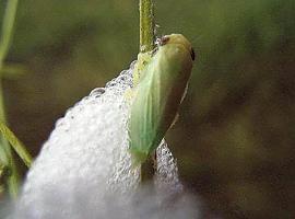 El cambio climático impulsa la devastación de olivos en el Mediterráneo por la bacteria Xylella fastidiosa
