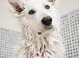 Se buscan animales de compañía en Asturias para un proyecto fotográfico internacional y solidario