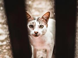 Gijón actualiza el reglamento del Consejo Sectorial de Protección y Bienestar Animal para mayor inclusividad y eficiencia