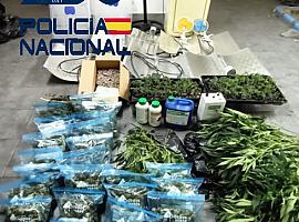 Desmantelado un centro de cultivo de marihuana en Langreo