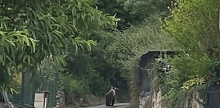 Inesperado paseo de un Oso a tan sólo 15 kilómetros de Oviedo
