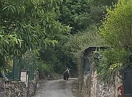 Inesperado paseo de un Oso a tan sólo 15 kilómetros de Oviedo