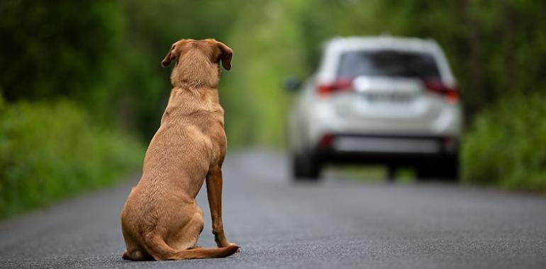 Más de 286,000 perros y gatos recogidos en 2023: La realidad del abandono animal en España