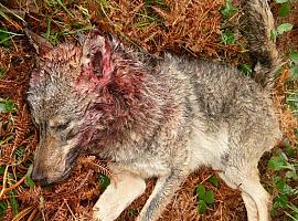 La fiscalía actúa: Denuncia por envenenamiento de fauna en Asturias