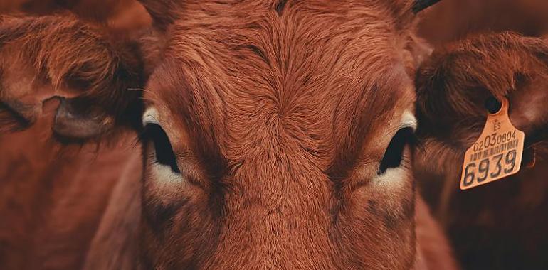 Las comunidades autónomas optimizan el programa para combatir la tuberculosis bovina y reducir el sacrificio de ganado