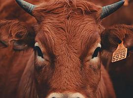 Las comunidades autónomas optimizan el programa para combatir la tuberculosis bovina y reducir el sacrificio de ganado