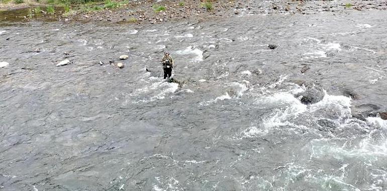 Alarma en Asturias: El Salmón Atlántico en peligro crítico