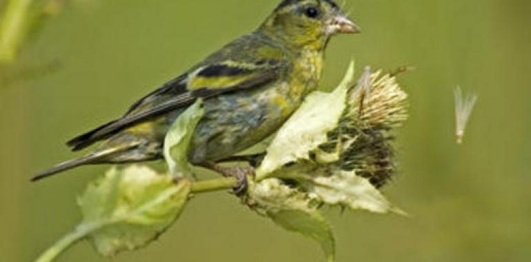 Las aves más ingeniosas son más sexys