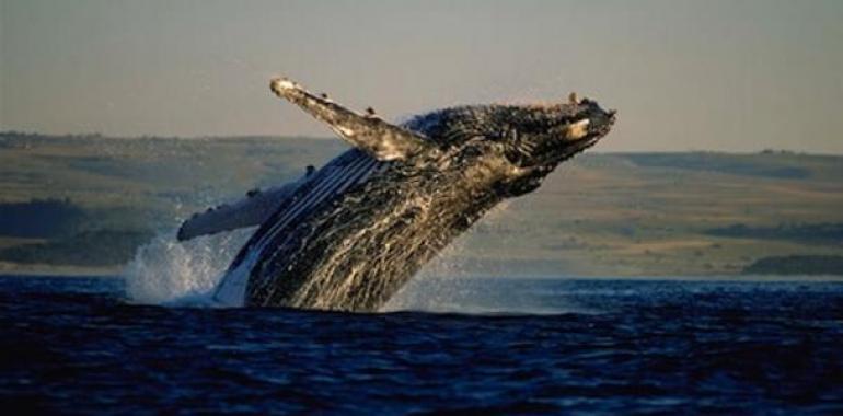 México pide a Japón eliminar caza "científica" de ballenas en el Santuario Austral