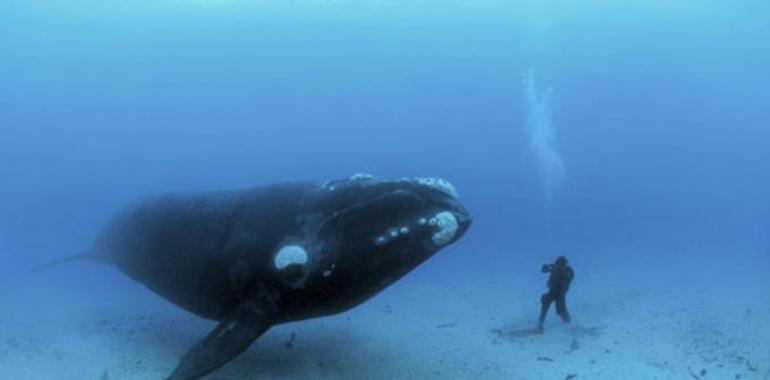 Amiga ballena, amigo humano