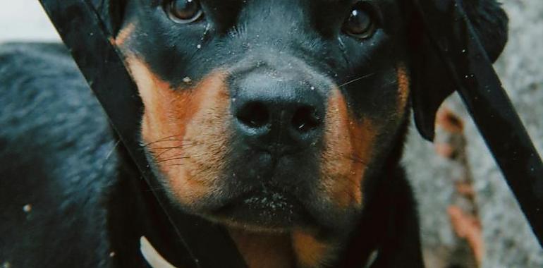 ¿Perro de familia o amenaza potencial? Análisis tras la tragedia en Portugal donde ha muerto el niño gijonés de 6 años