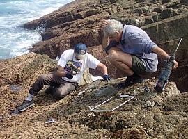 El secreto de los percebes: dejar adultos en las rocas puede salvar su futuro 