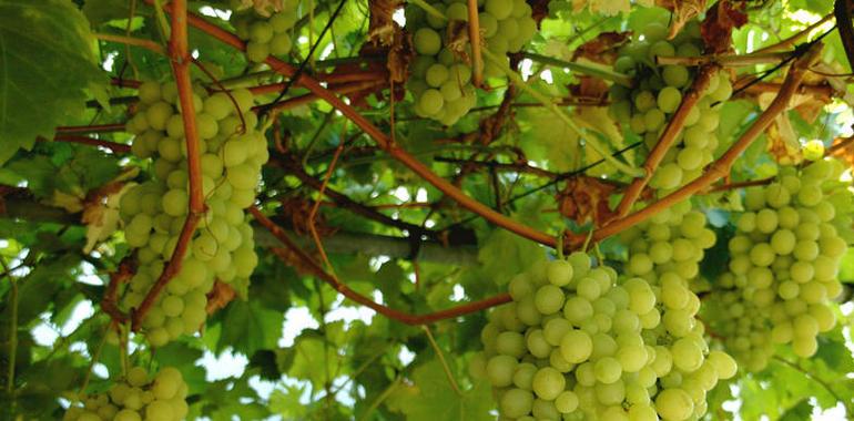 121.000 kilos de uva de calidad entraron en las bodegas acogidas a la IGP Vino de Cangas