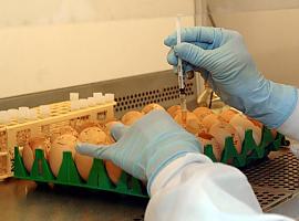 H5N1: ¿Estamos realmente al borde de una nueva pandemia de gripe?