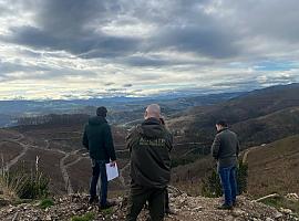Apuesta fuerte por sus bosques: Más de 300.000 euros para reforestar áreas afectadas por plagas e incendios