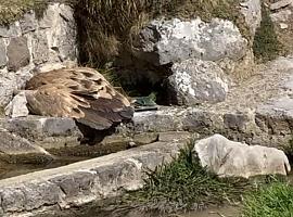 Alarma en Asturias: Investigan la muerte por posible envenenamiento de un lobo en Proaza y un buitre en Cabrales
