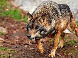  Asturias autoriza la extracción de 53 lobos para proteger la ganadería sin poner en riesgo la especie: nuevo plan de control y baremo más justo para indemnizaciones