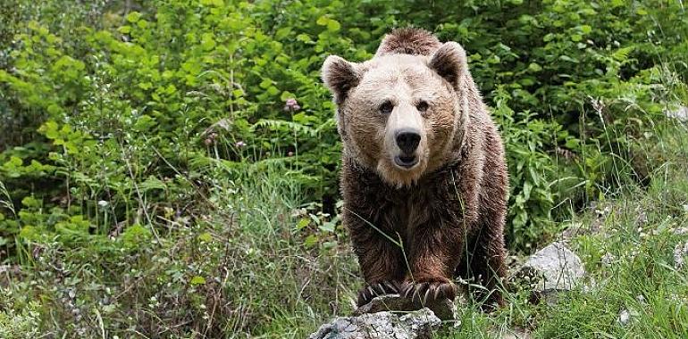 Un juez obliga al Principado a pagar 83.600 euros a una mujer de Cangas del Narcea atacada por un oso