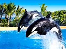 Loro Parque: un viaje inolvidable al corazón de la naturaleza en Tenerife