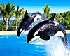 Loro Parque: un viaje inolvidable al corazón de la naturaleza en Tenerife