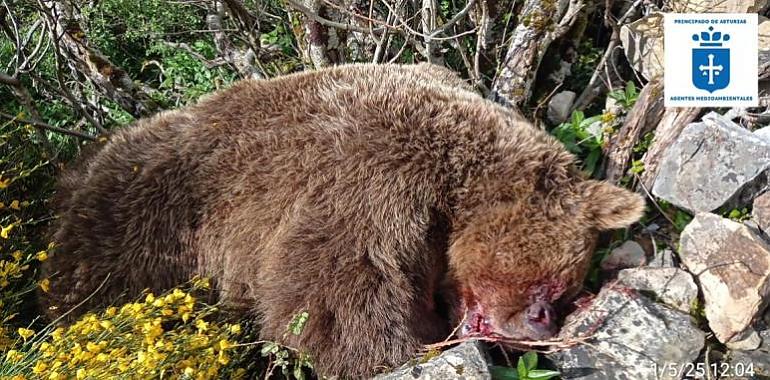 Tragedia en el corazón del Narcea: muere un oso pardo tras caer por una ladera en la escarpada penona de Xalón
